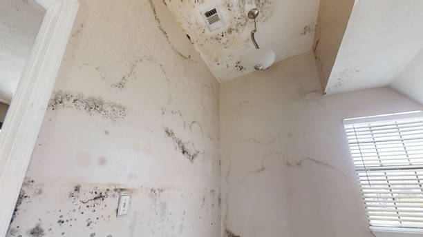 Best Crawl Space Mold Remediation  in Paradise Hills, NM