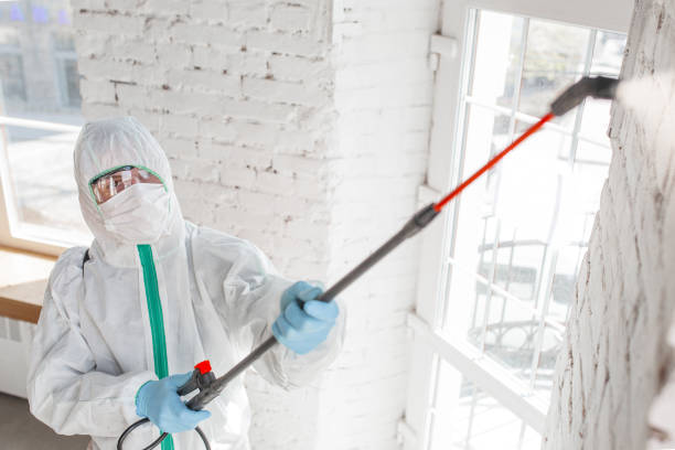  Paradise Hills, NM Mold Removal Pros