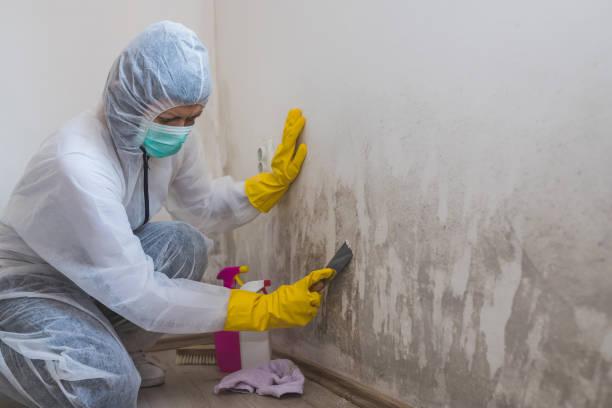 Best Mold Remediation for Healthcare Facilities  in Paradise Hills, NM