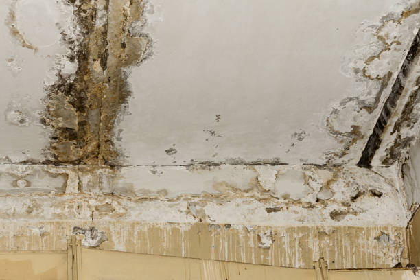 Mold Removal for HVAC Installations in Paradise Hills, NM