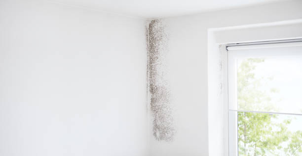 Paradise Hills, NM Mold Removal Company