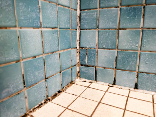 Best HVAC Mold Inspection and Cleaning  in Paradise Hills, NM