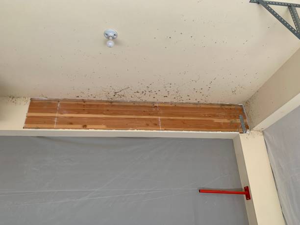 Best Commercial Mold Inspection  in Paradise Hills, NM