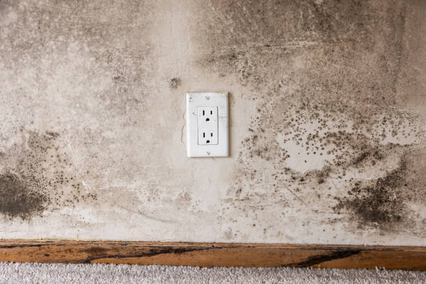 Best Water Damage & Mold Remediation  in Paradise Hills, NM