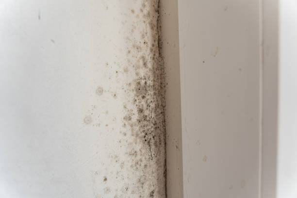 Best Mold Damage Restoration  in Paradise Hills, NM