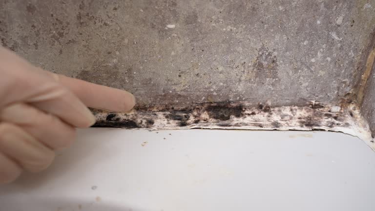Best Real Estate Mold Inspection  in Paradise Hills, NM